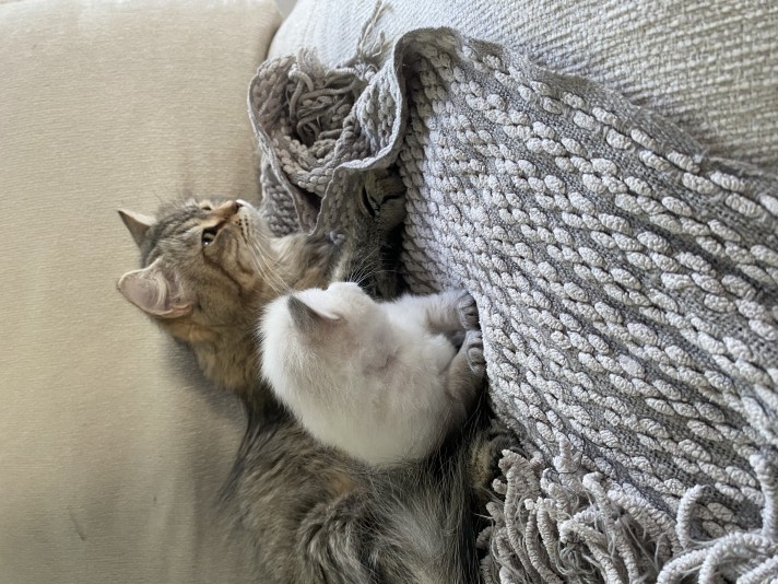 Chatterie Boule de poil Sibérienne