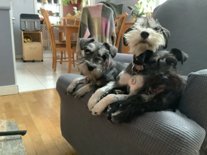 Breeder Schnauzer des Îles.