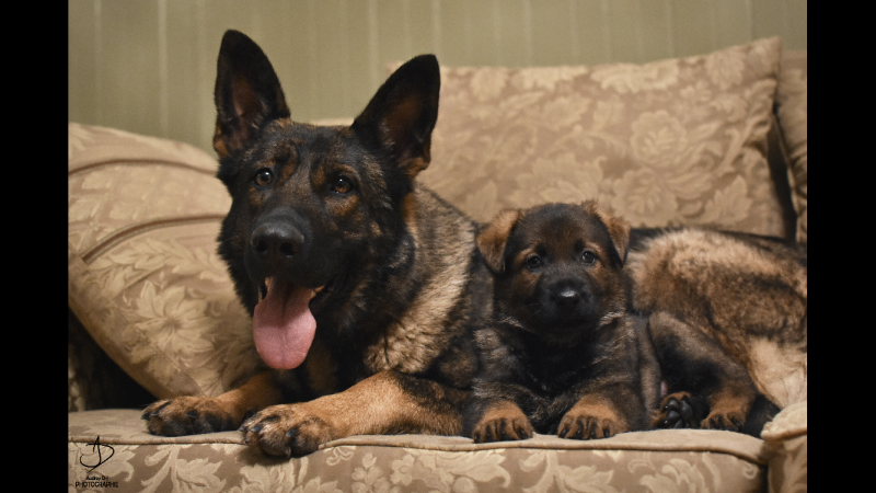 Élevage les jarrets noirs - German Shepherd Breeder