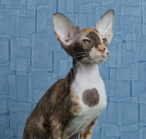 Chatterie Perfetto Peterbald