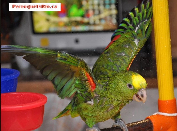 Oisellerie Perroquets Rio, Éleveur de Perroquets