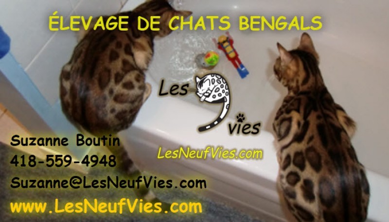 Cattery Les Neuf Vies Bengal