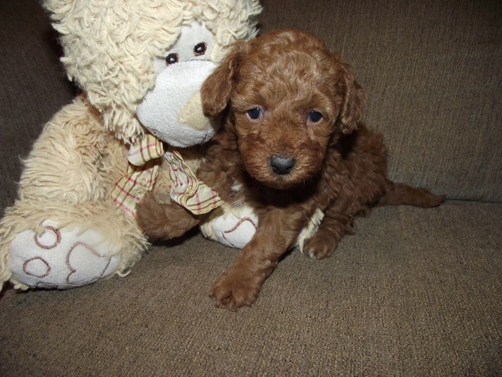 Calvary Kennel Poodle breeder