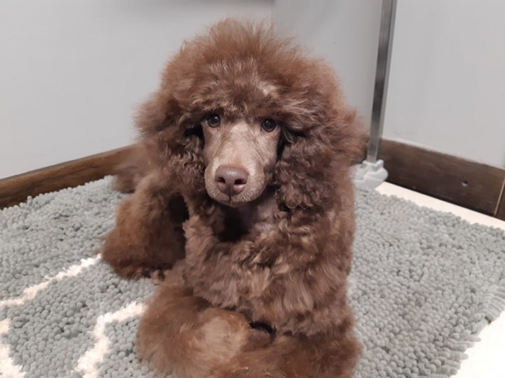 Calvary Kennel Poodle breeder