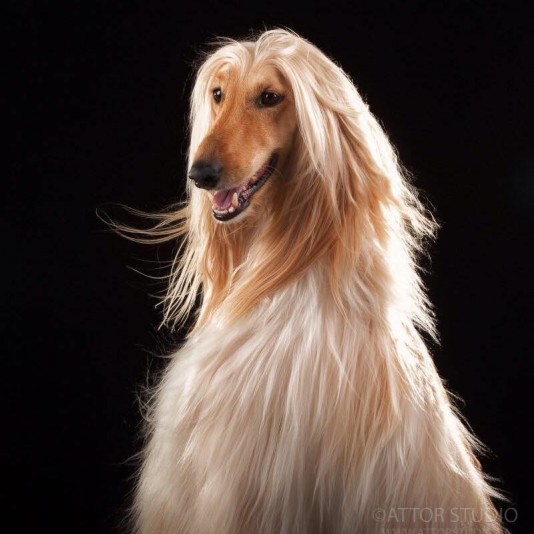 L'élégance Afghan Hound Breeder