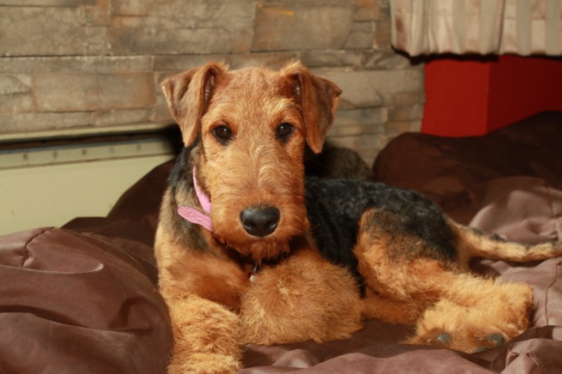 Maya Airedale Breeder