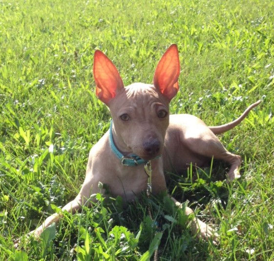 Dell'Universo Américain Hairless Terrier Breeder