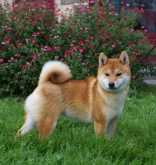 Shiba Inu de La Source des Rochettes Breeder