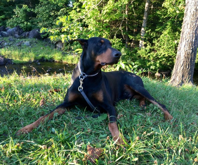 Doberman Pinscher StrikerFire Breeder