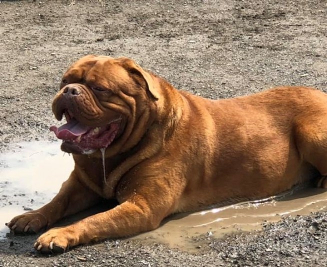 La Seigneurie des Dogues de Bordeaux Breeder