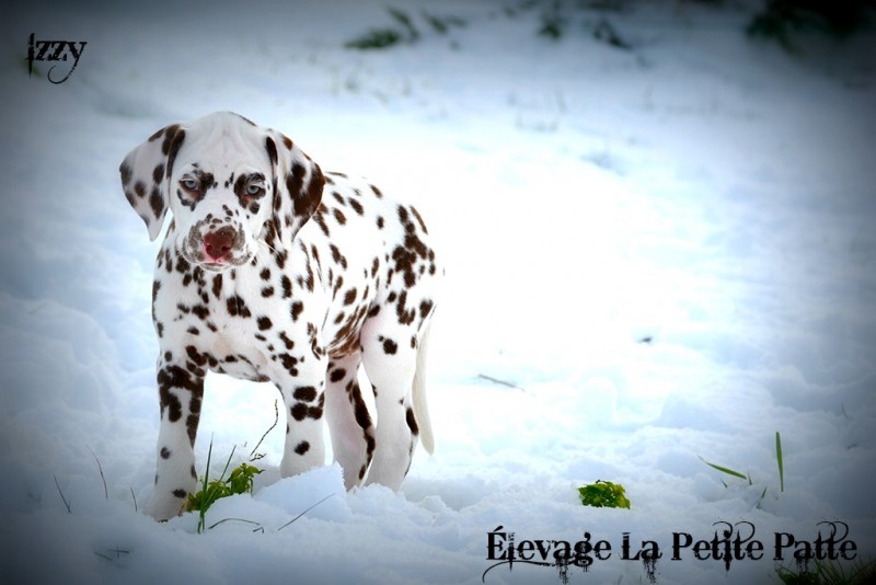 Dalmatian la Petite Patte Breeder