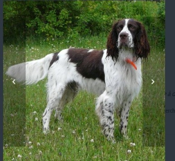 Perdrioles French Spaniel Breeder