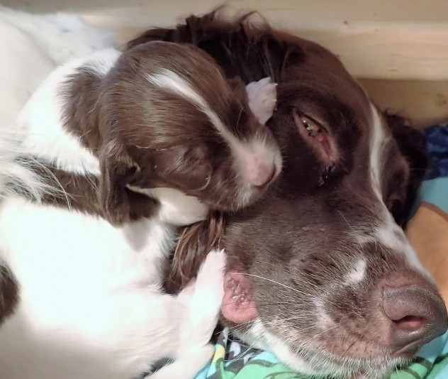 French Spaniel DeCambrésis Breeder