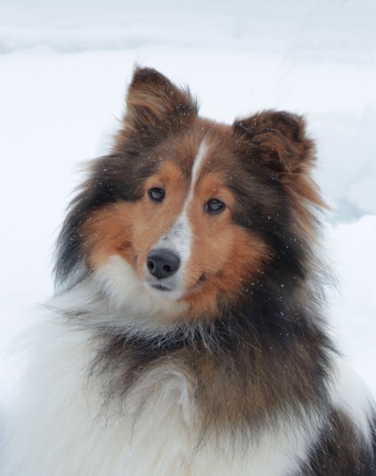 Shetland Sheepdog Chamootzka Breeder