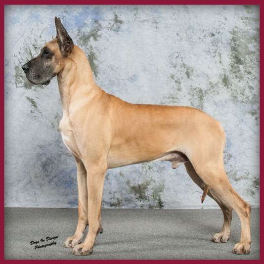 CaMe Danois Great Dane Breeder