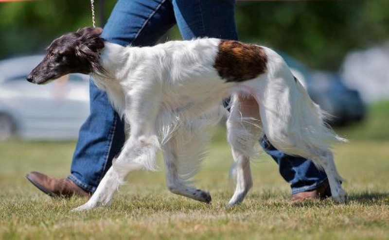 Secret Haven Kennel Silken Windhound Breeder