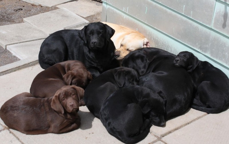 Équilab Labrador Retriever Breeder