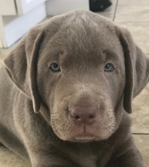 Labrador Retriever Sterling Breeder