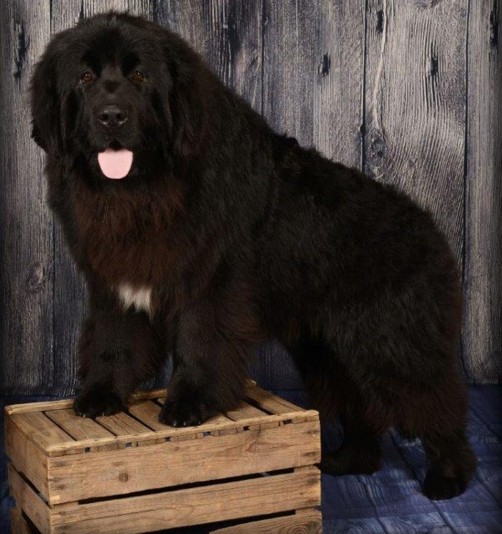 Newfoundland kikalo Breeder