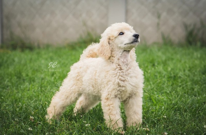 AMH - Medium and standard Poodle Breeder