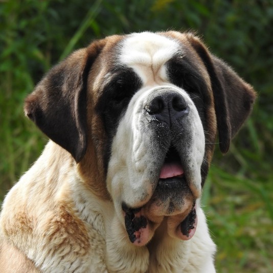 St-Bernard de la Rivière Solitaire Breeder