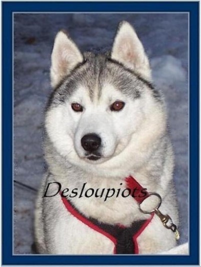 Siberian Husky Desloupiots Breeder