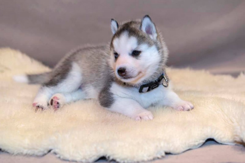 Siberian Husky  Magicdreams Breeder