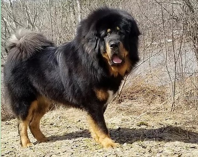 Namkha DTibetan Mastiff Breeder