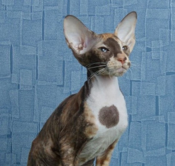 Perfetto Peterbald Cattery