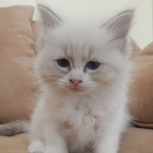 Chatmabelle Ragdoll Cattery