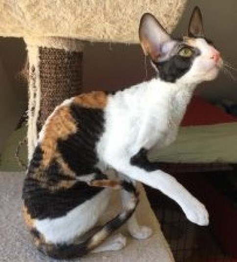 Ô Minouches - Cornish Rex Cattery