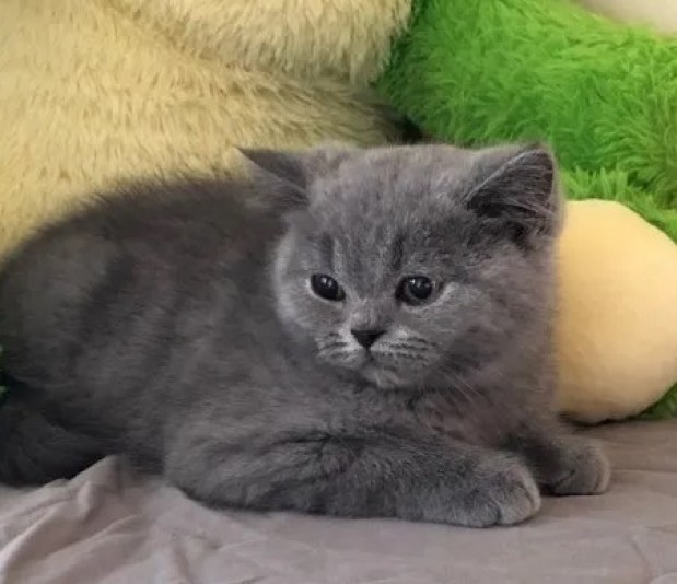 Friponsetfriponnes - Scottish Fold Cattery