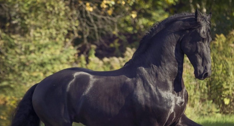 Friesian Stable- Lord Ans