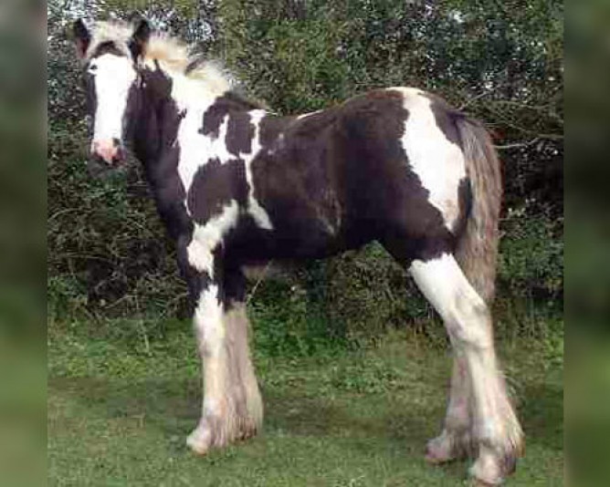 Gypsy Cob St-Tite Stable