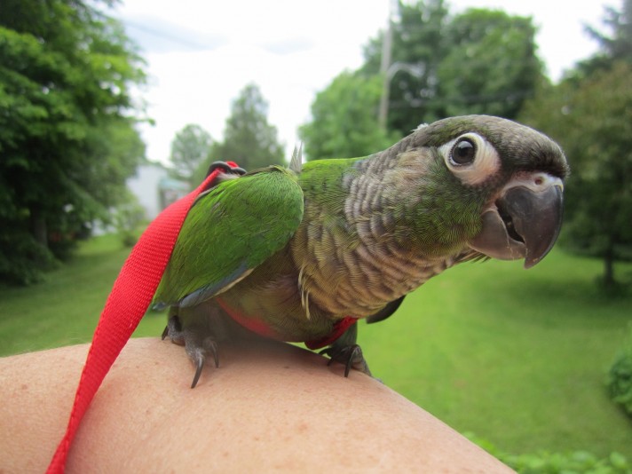 La Plume Soyeuse - Parrot Bird house