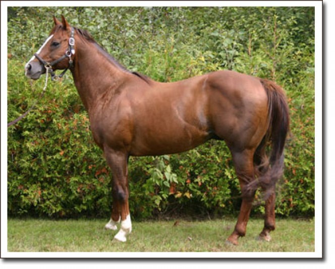 Ranch Montana Quarter horse Stable