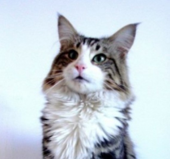 Norwegian Forest Cat Lucykatts Cattery