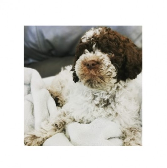 Belle & Watson-Lagotto Romagnolo Breeder