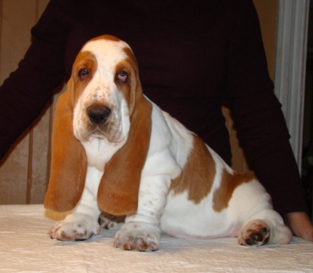 Basset hound de Lansor Breeder