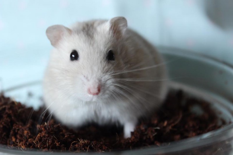 Winter White Hamster Élite breeder