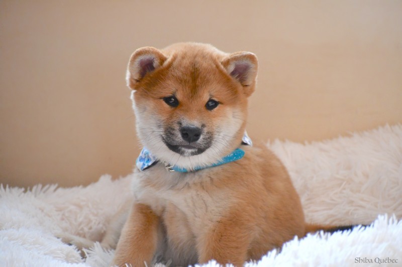 Shiba Québec - Shiba Inu Breeder