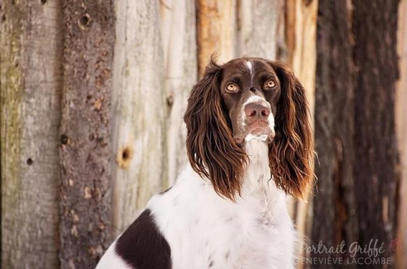 Élevage d'Arthémis - French Spaniel Breeder