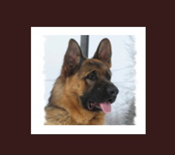 Berger Allemand Ralinejal - German Shepherd Breeder