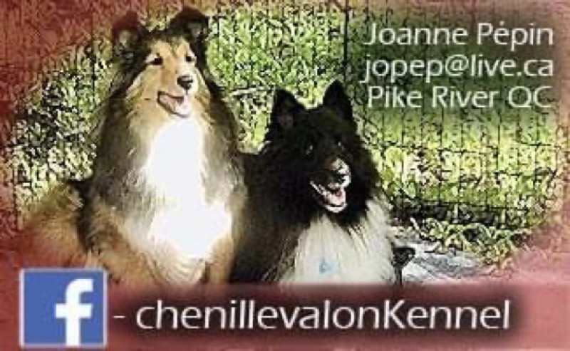 Chenil Levallon - Shetland Sheepdog Breeder