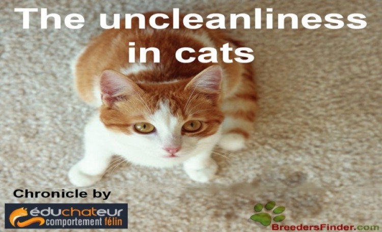 The uncleanliness in cats