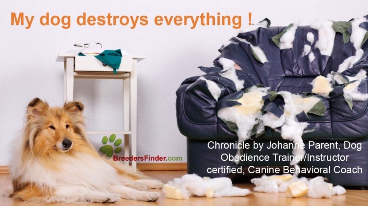 My dog destroys everything !  How to correct his behavior ?             Chronicle by Johanne Parent, Dog Obedience Trainer/Instructor certified and Caninebehavioral coach