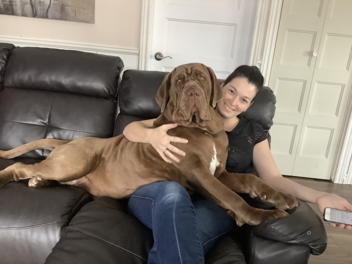 Giove Mastini- Neapolitan Mastiff Breeder