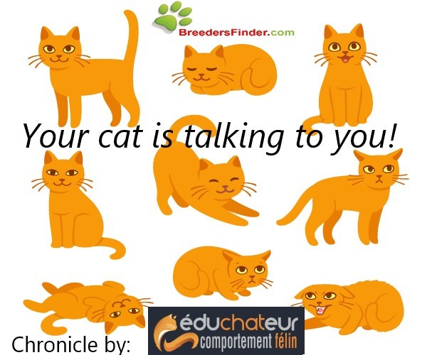 Your cat is talking to you ! - Éduchateur chronicle