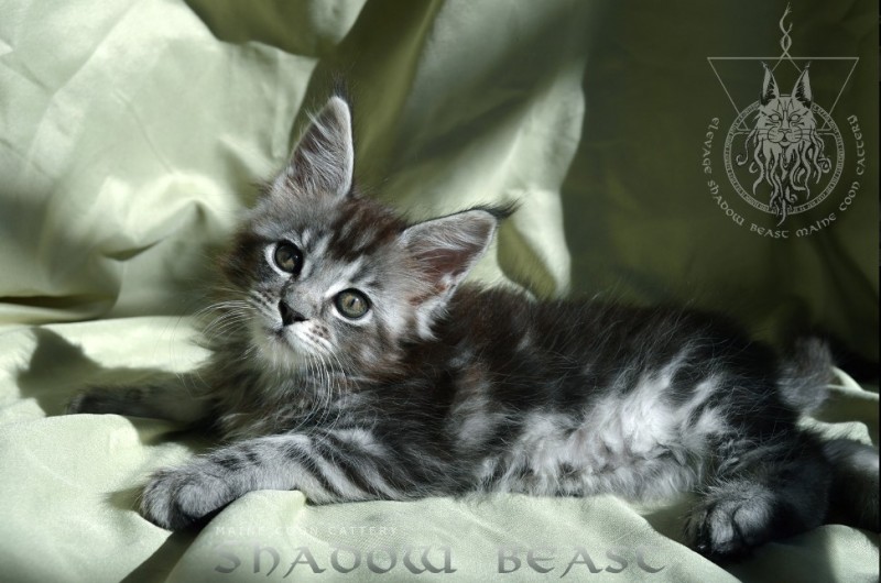 Chatterie Shadow Beast- Maine Coon