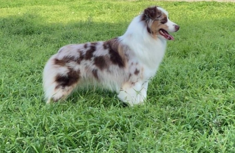 DUDSWELRIVER- Miniature American Shepherd breeder